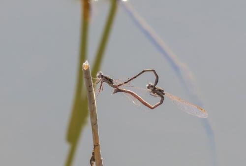 Réf. 300 148 : Sympecma fusca
